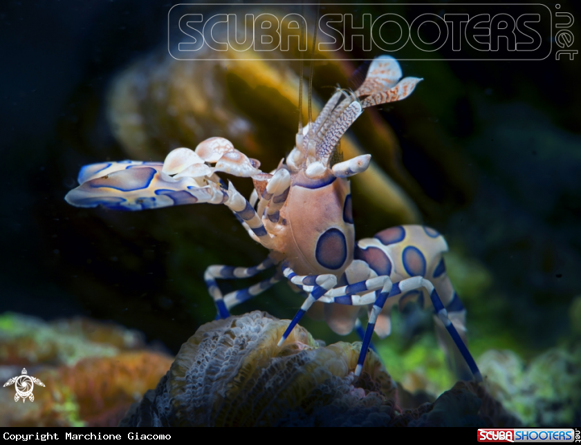 A Arlequin shrimp
