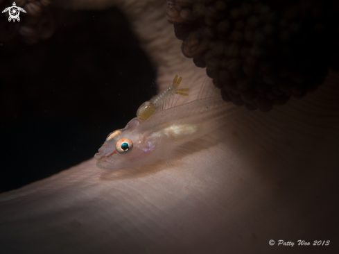 A Pleurosicya boldinghi | Soft Coral Ghostgoby