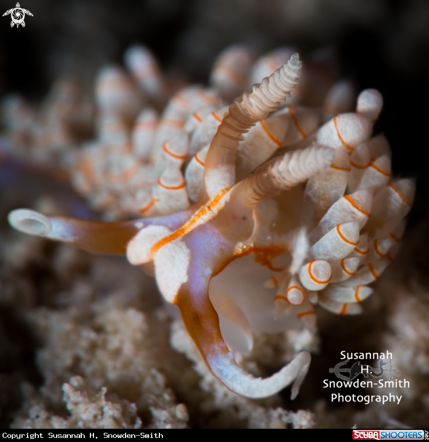 A Cayman Nudibranch
