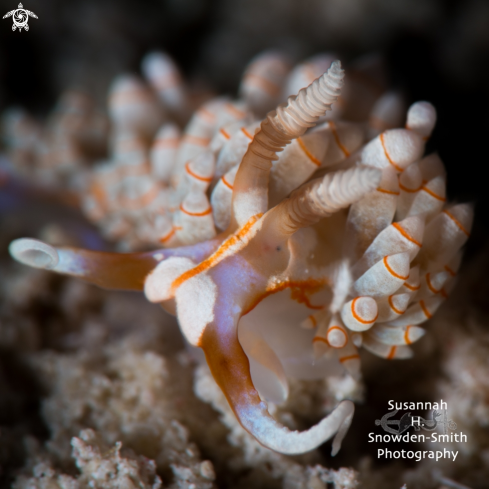 A Dondice occidentalis | Cayman Nudibranch