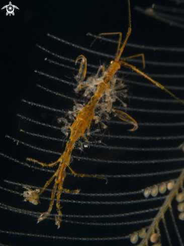 A Caprellidae | Skeleton Shrimp