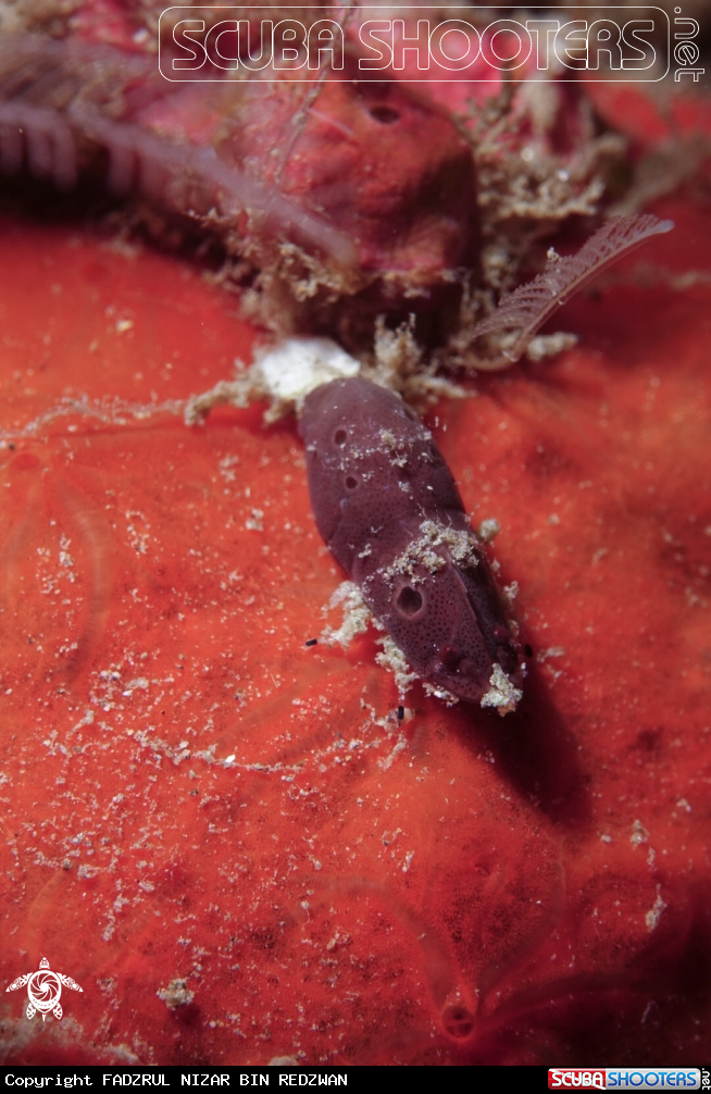 A Cryptic sponge shrimp?