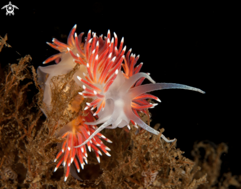 A Flabellina sp