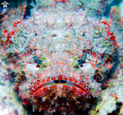 A Synanceia | Stonefish,Mauritius