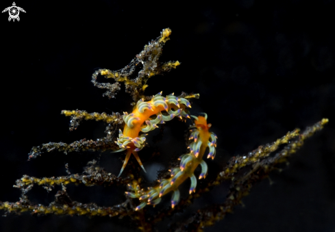 A Cuthona sp. | Cuthona nudibranch