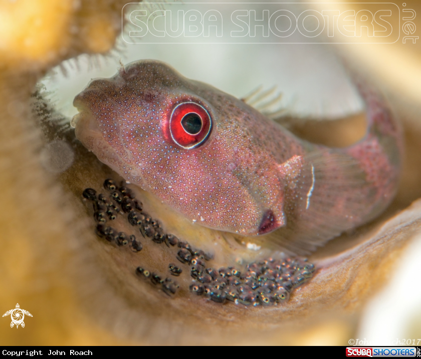 A Papillate Clingfish