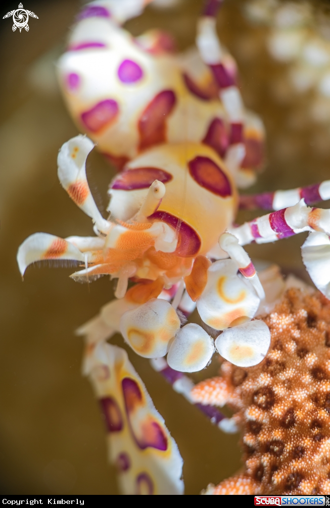 A Harlequin Shrimp