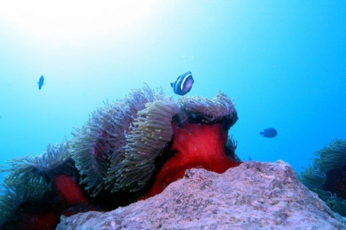 A Clownfish and Anemone ,Pointe d'Esny Mahebourg