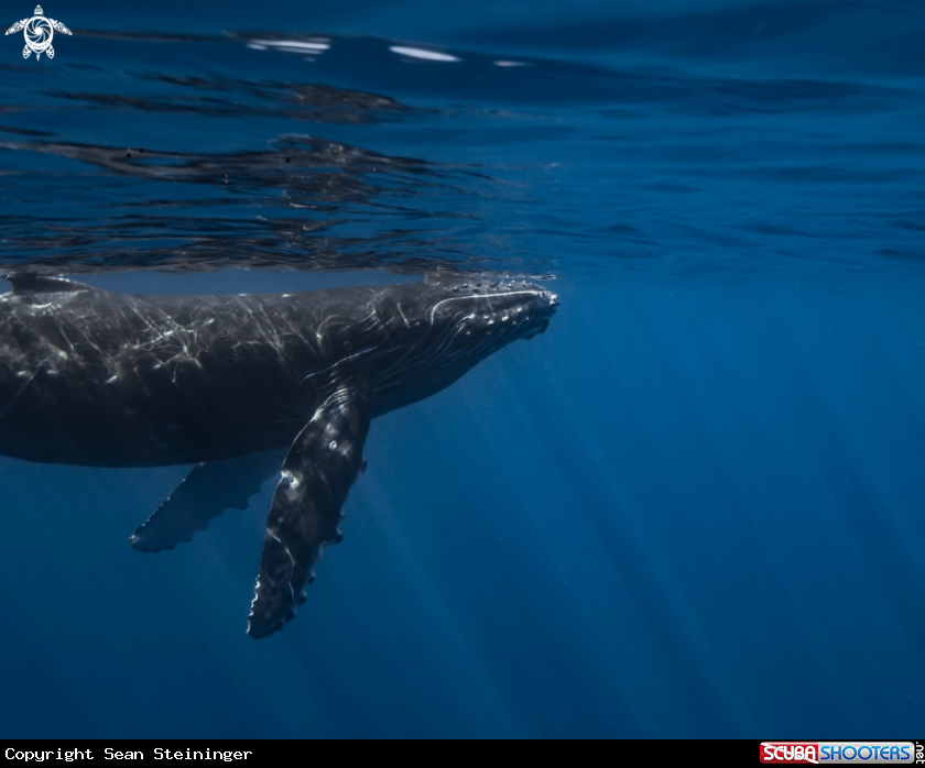 A Humpback Whale Calf