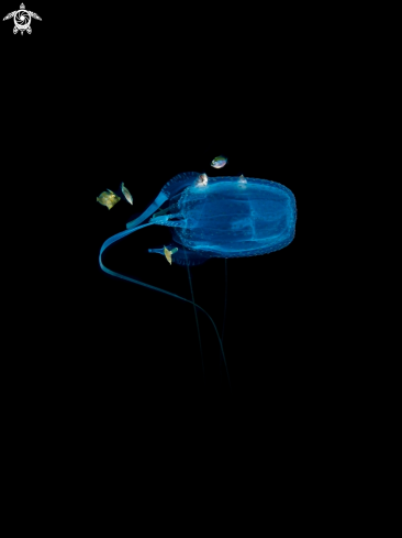A Morbakka virulenta |  Box Jellyfish