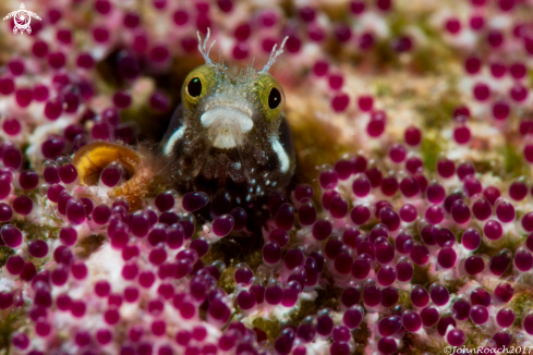 A Acanthemblemaria spinosa | Spineyhead Blenny with eggs 