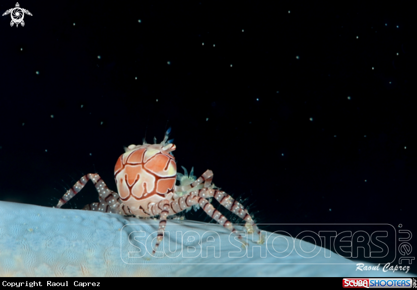 A Box crab