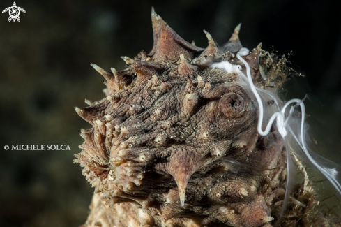 A Holothuria tubulosa spawning male gametes | Cetriolo di mare con emissione di gameti