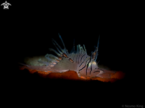 A Pterois antennata | Juvenile Spotfin Lionfish