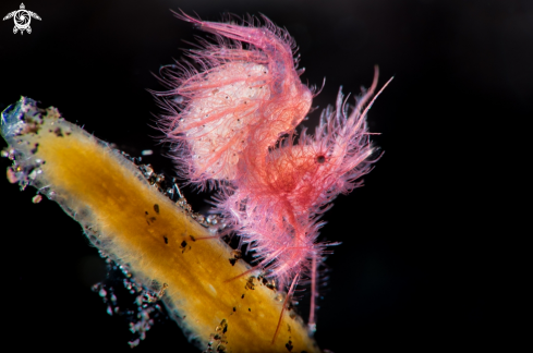 A hairy shrimp