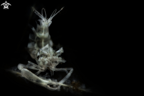 A  Dasycaris ceratops  | white ghost