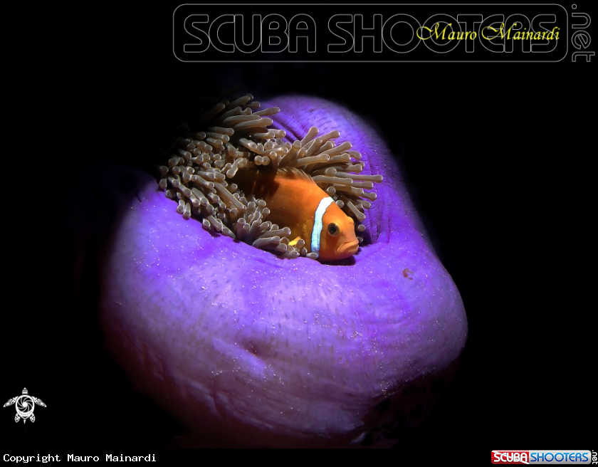 A Anemone and clownfish