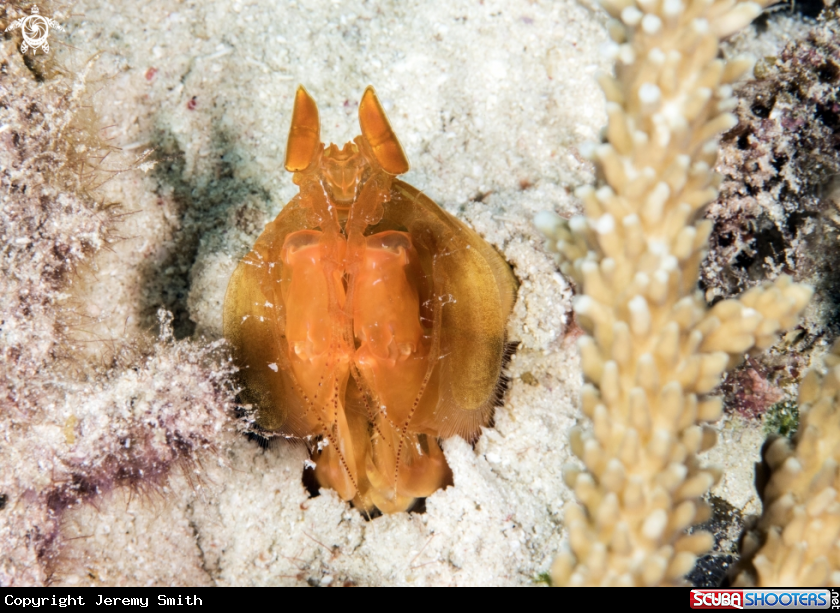 A Golden Mantis Shrimp