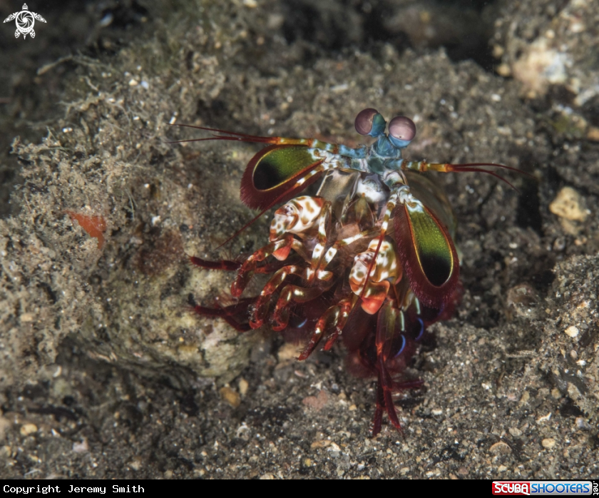 A Peacock Mantis Shrimp 