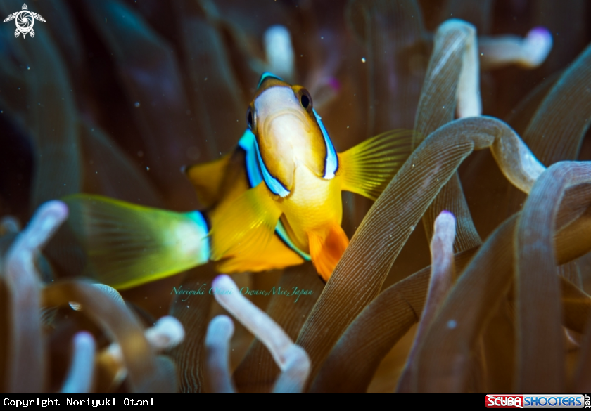 A yellowtail clownfish or Clark's anemonefish 