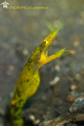 A Yellow Ribbon eel