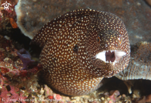 A Echidna xanthospilos | Yellow spotted moray