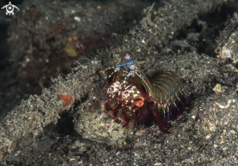 A Peacock Mantis Shrimp, 