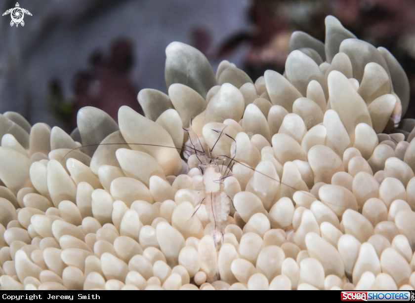 A Bubble Coral Shrimp