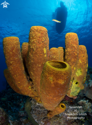 A Yellow sponges