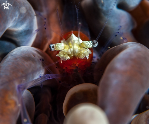 A Coral Shrimp