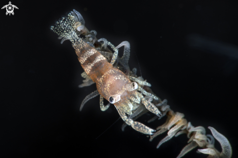 A Seawhip shrimp