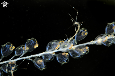 A Crepella sp. | Skeleton shrimp