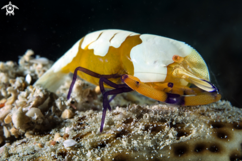 A Empereor shrimp