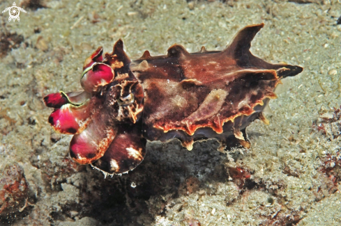 A cattelfish