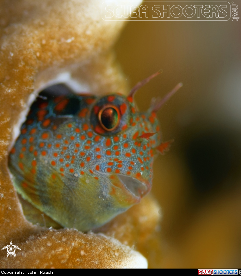 A Tessellatted Blenny 