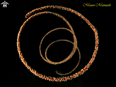 A Whip coral