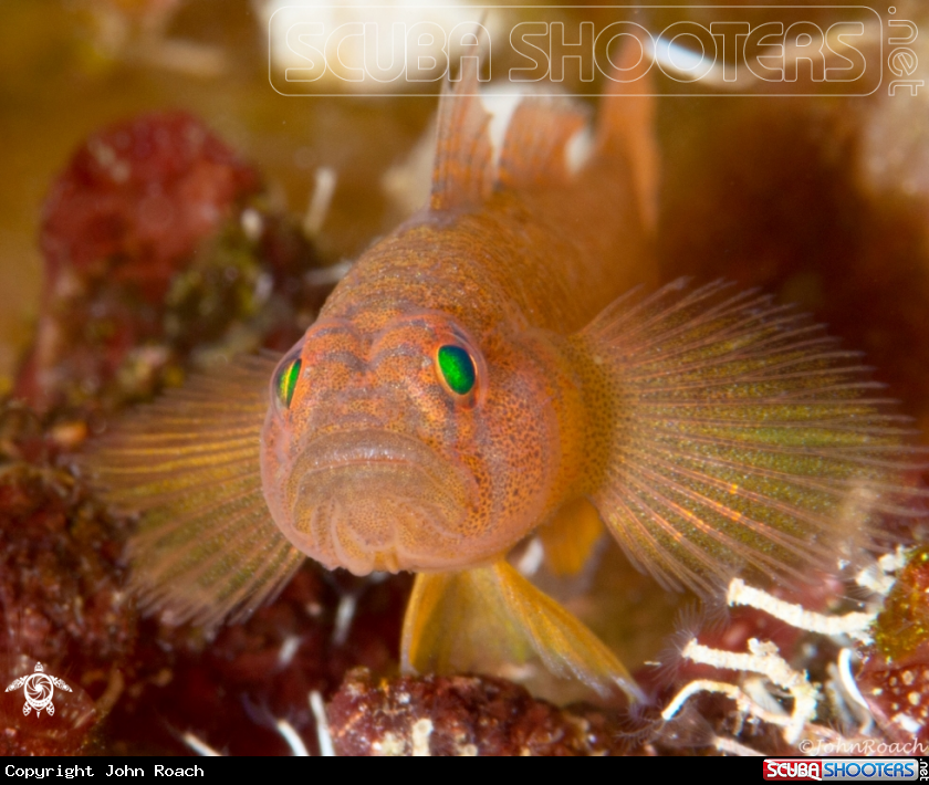 A Rusty Goby
