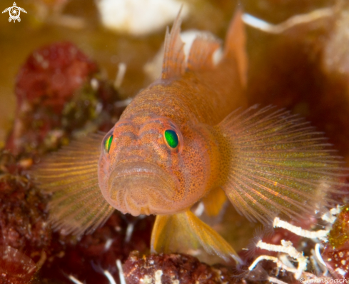 A  Priolepis hipoliti | Rusty Goby