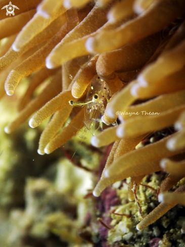 A Glass Anemone Shrimp | Cleaning shrimp