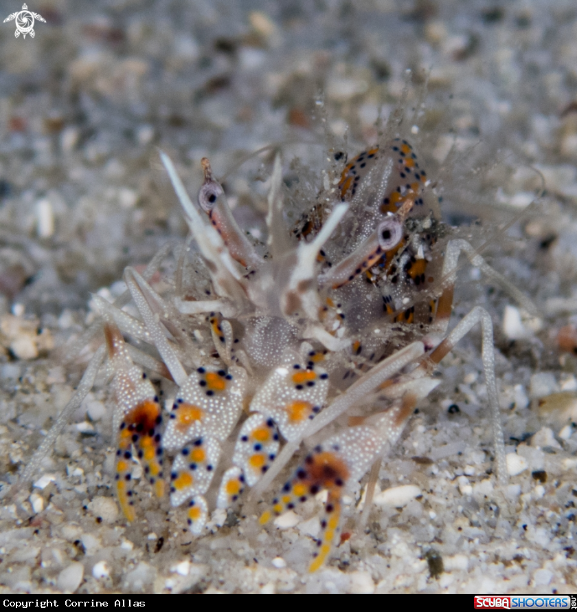 A Bongo/Tiger Shrimp