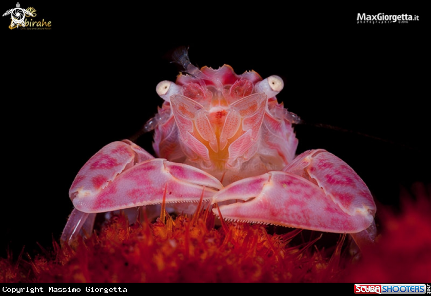 A lissoporcellain crab