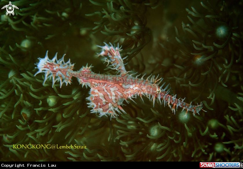A Ornate ghost pipe fish