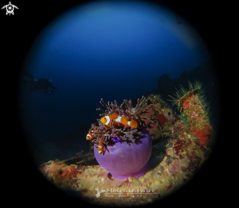 A Amphiprion ocellaris | Clown Fish
