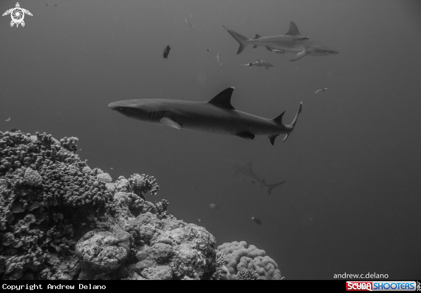 A Whitetip, Gray Reef Sharks