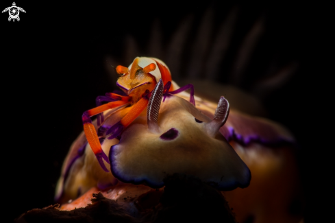 A Zenopontonia rex  | Emperor shrimp