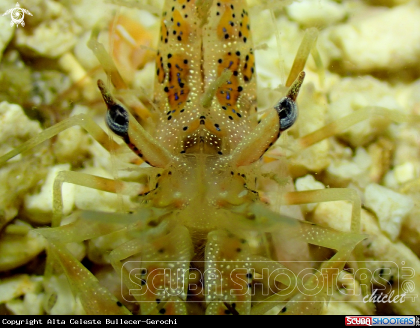 A Tiger shrimp