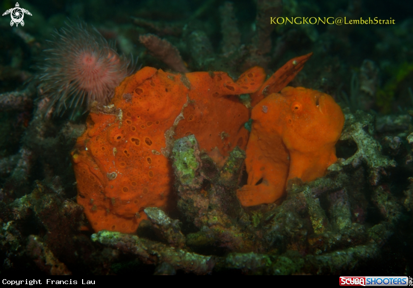 A Frogfishes