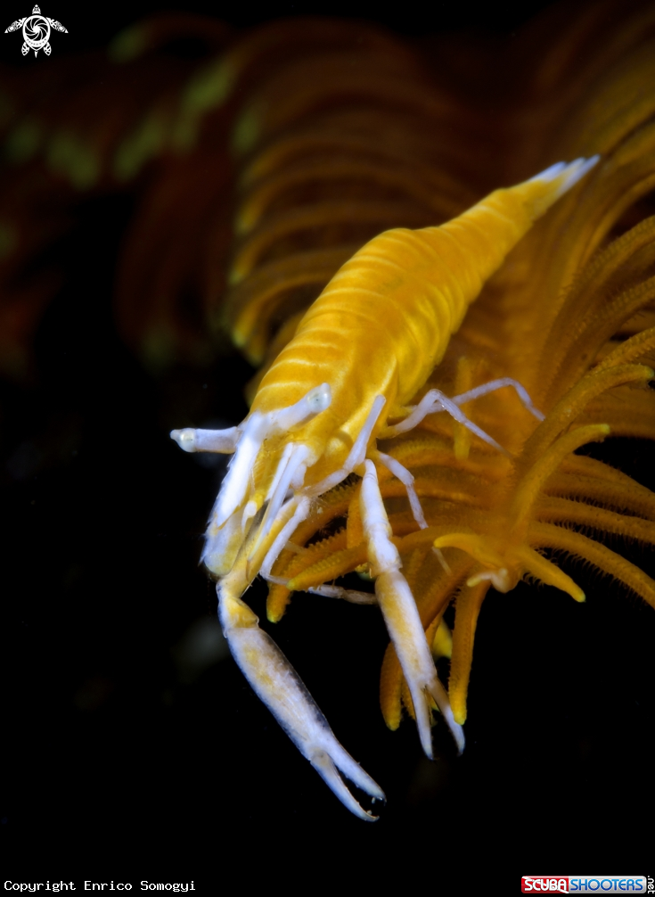 A Crinoid Shrimp