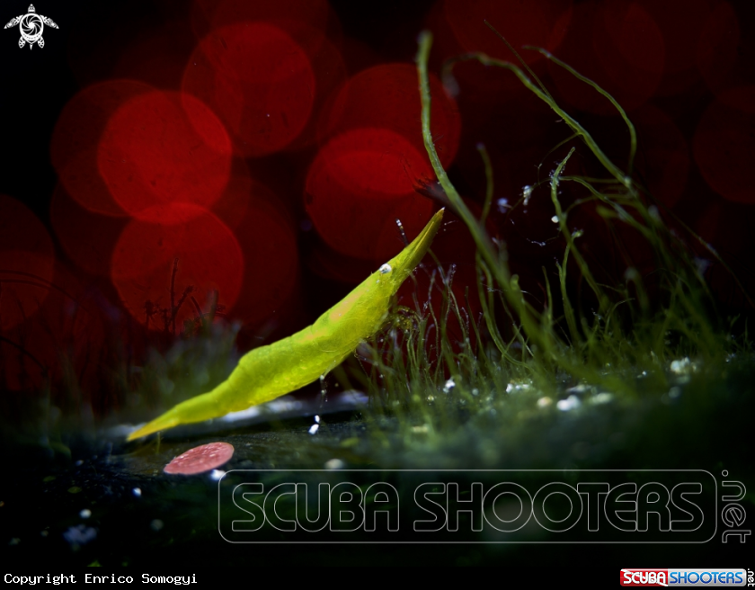 A Seagrass Shrimp