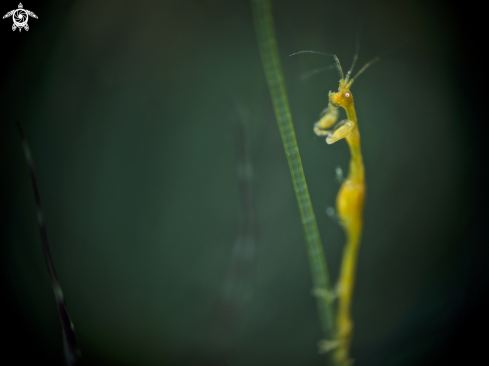 A Skeleton Shrimp | Skeleton Shrimp
